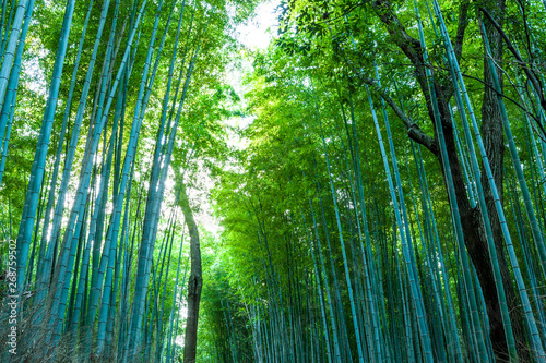 Beautiful scene of Green Bamboo forest in bright day on background.