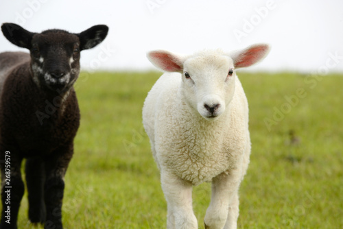 white sheep lamb and black lamb standing on pasture