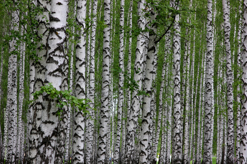 slender birches in the spring park