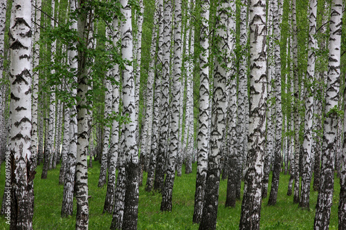 Fototapeta Naklejka Na Ścianę i Meble -  slender birches in the spring Park