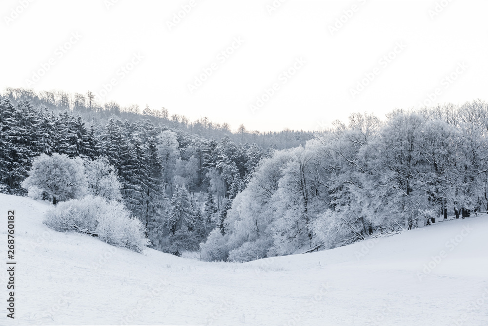 Fototapeta premium Winterwald Harz