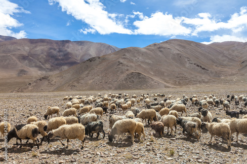 sheep in Himalaya mountains of Tibet