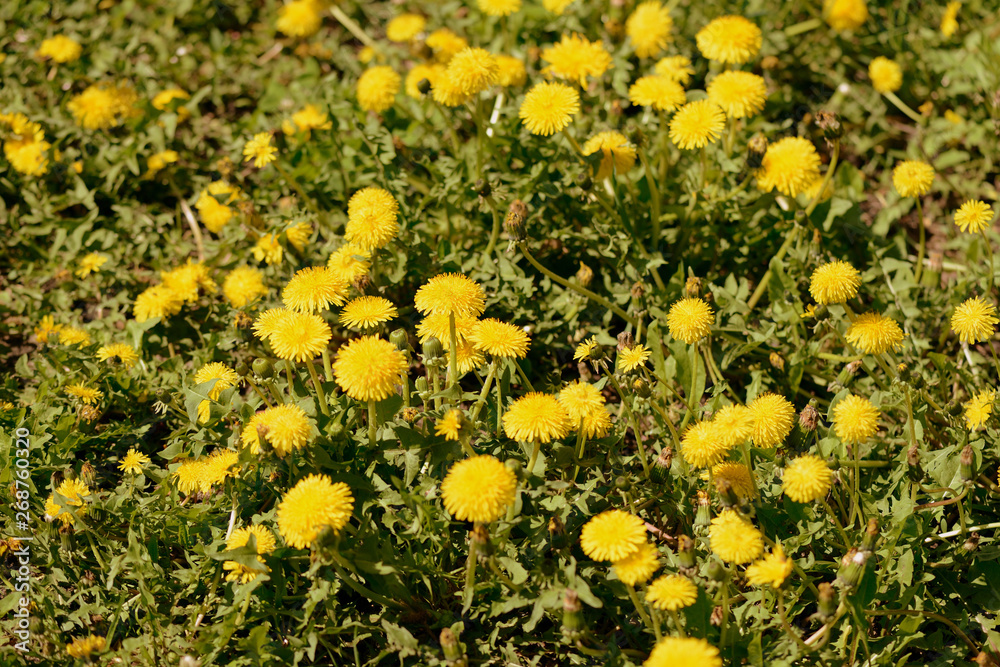 Yellow dandelions on a green lawn on a sunny day. Retro style toned Yellow dandelions on a green lawn on a sunny day. Retro style toned