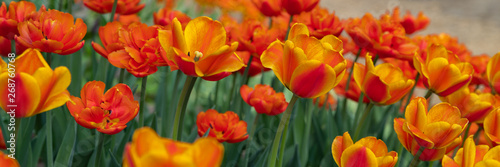 Many bright orange tulips in the Park on a Sunny day