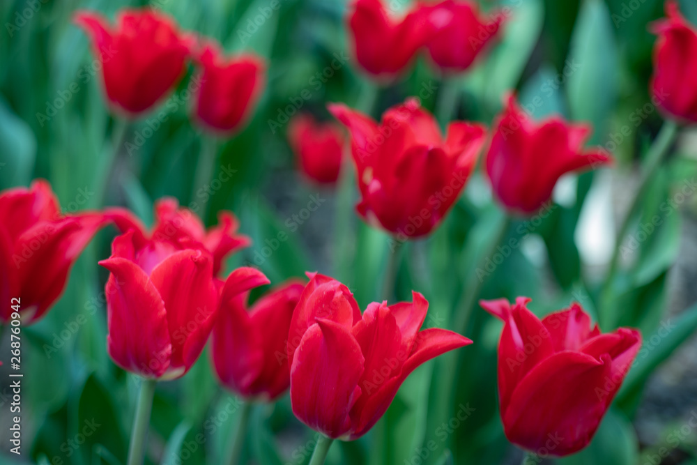 red tulips bloom on a Sunny day in the Park on a background of green leaves