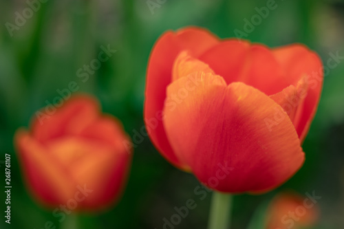 red tulips on a green background of foliage in early spring