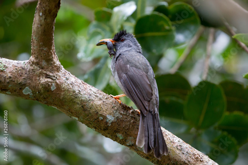 Mauritius bulbul (Hypsipetes olivaceus) with a gecko in the beak in the Black River Gorges National Park in Mauritius, Africa.