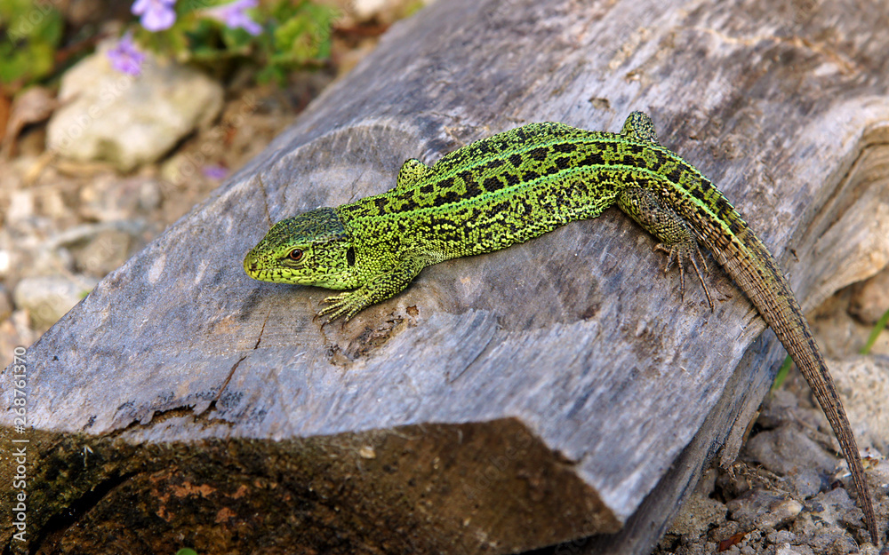 The sand lizard (Lacerta agilis) The sand lizard (Lacerta agilis)