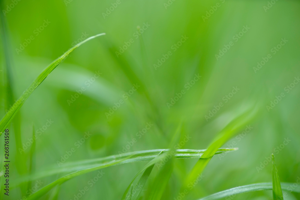 Close up of green grass with blurred background. selective focus Close up of green grass with blurred background. selective focus