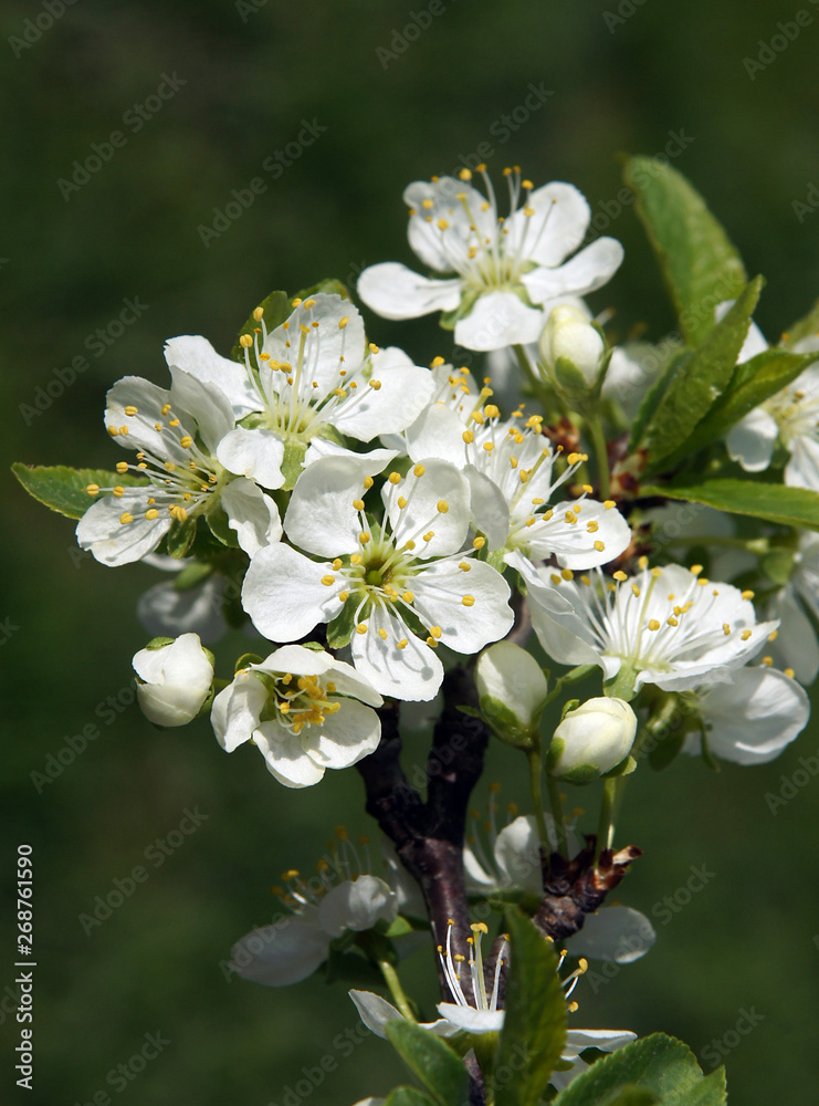 Flowers of plum in the early spring