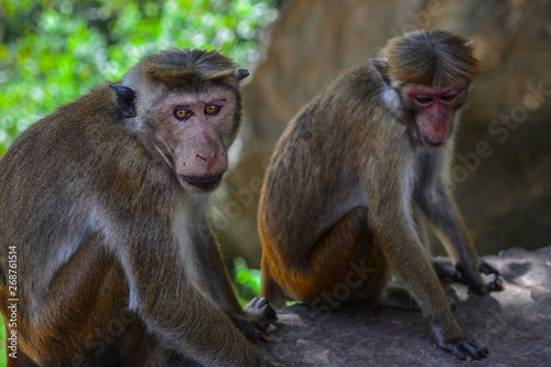 Sri Lanka Dambulla Macaque monkeys © LUC KOHNEN