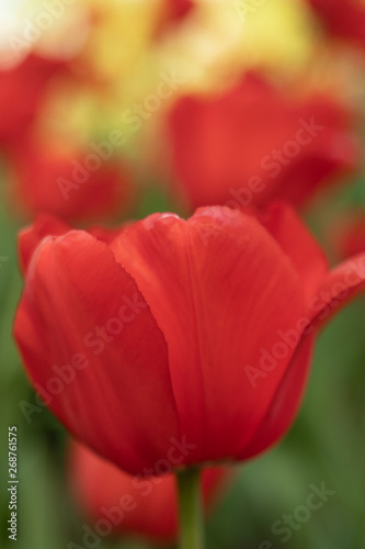 red tulips on a green background of foliage in early spring