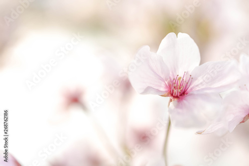 Close up on light pink cherry blossom.