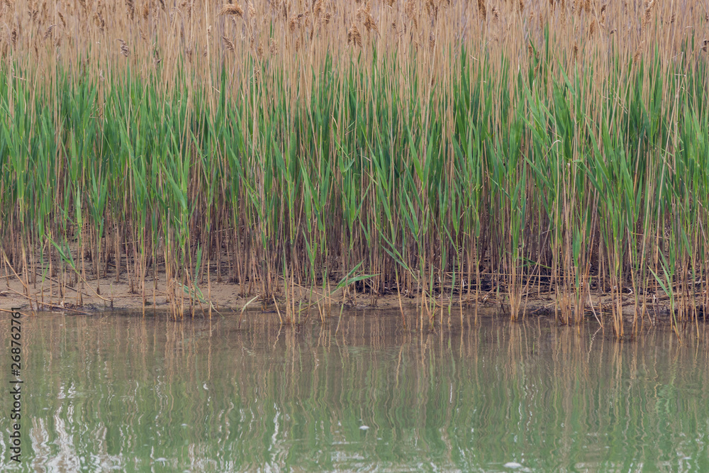 Reed grows on the shore of the lake Reed grows on the shore of the lake