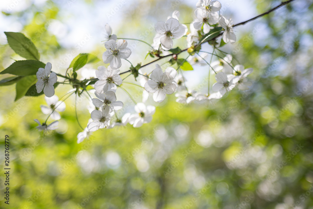 Apple tree branch with white flowers on blurred background