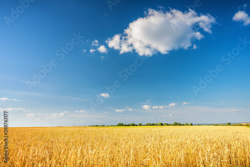 Rural landscape with golden wheat field over blue sky at sunny day.