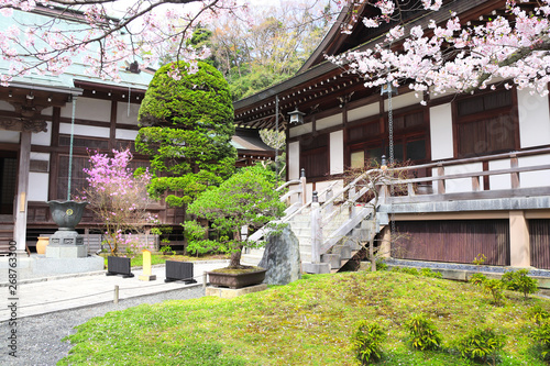 Fototapeta Naklejka Na Ścianę i Meble -  Ancient pavilions and flowering sakura, Hokokuji temple, Kamakura, Japan