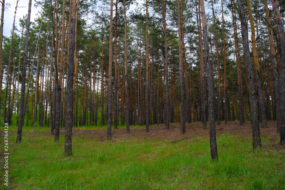 Fototapeta premium Fabulous nature in a pine forest. Summer.