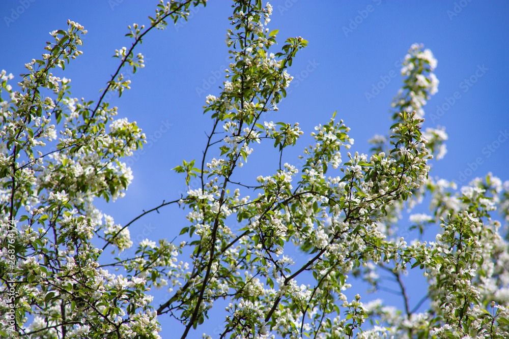 Apple tree blooms against the sky on a blue backgroun Apple tree blooms against the sky on a blue backgroun