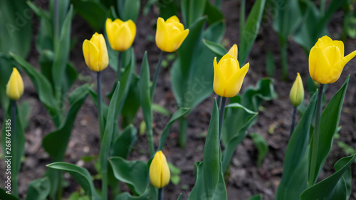 Yellow tulips bloom on a Sunny day in the Park on a background of green leaves