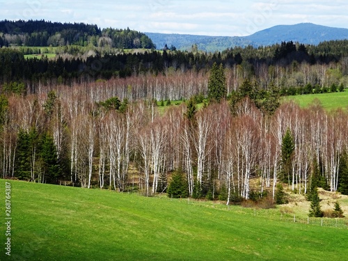 landschaft mit birkenwald im bayerischen wald