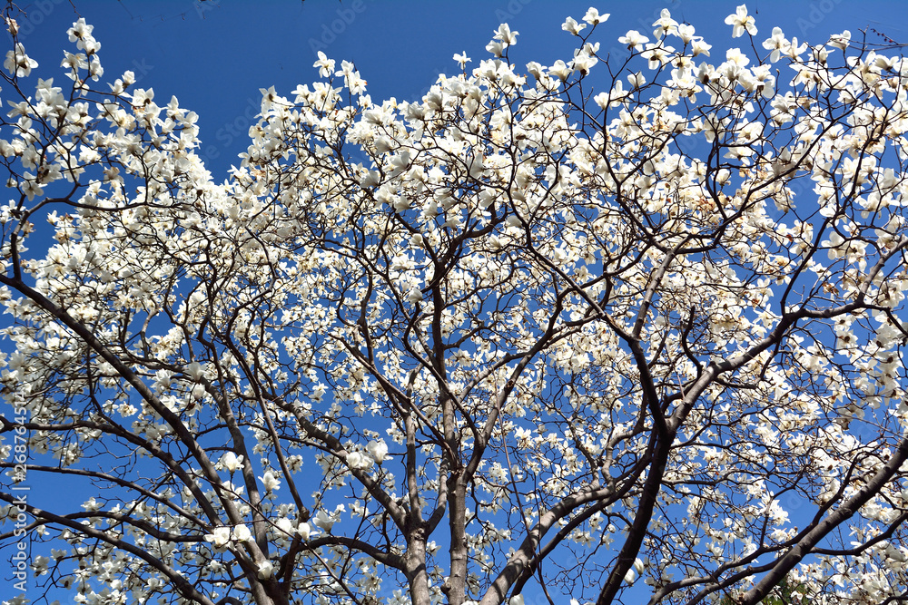 早春のハクモクレンの花が青空を背景に