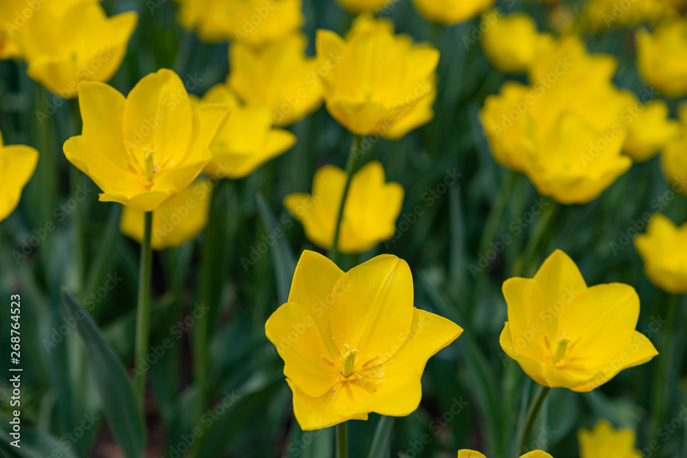 Yellow tulips bloom on a Sunny day in the Park on a background of green leaves Yellow tulips bloom on a Sunny day in the Park on a background of green leaves