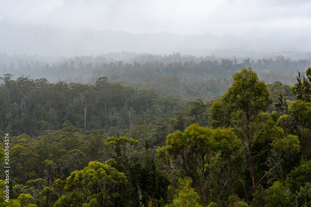 Forest scene in the Franklin-Gordon Wild Rivers National Park, Tasmania. Seen from the Gordon River Road.