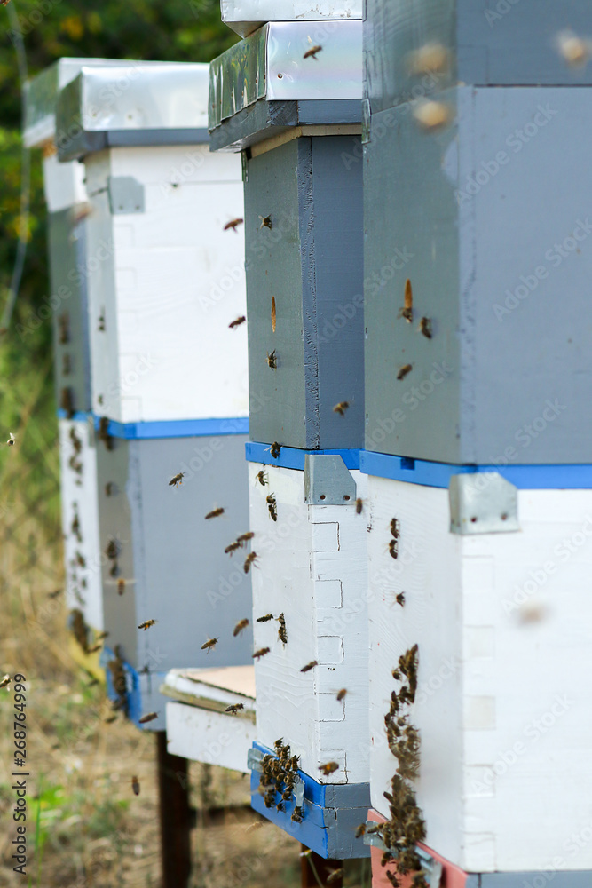 Bees On Honeycomb In Apiary Bees On Honeycomb In Apiary