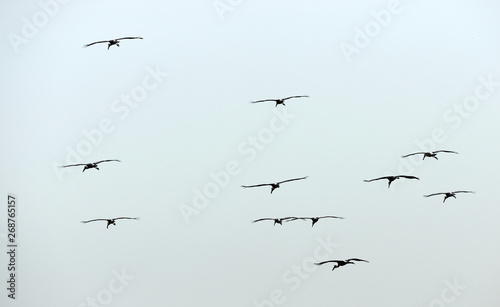 Many birds flying (Asian Openbill, Anastomus oscitans)