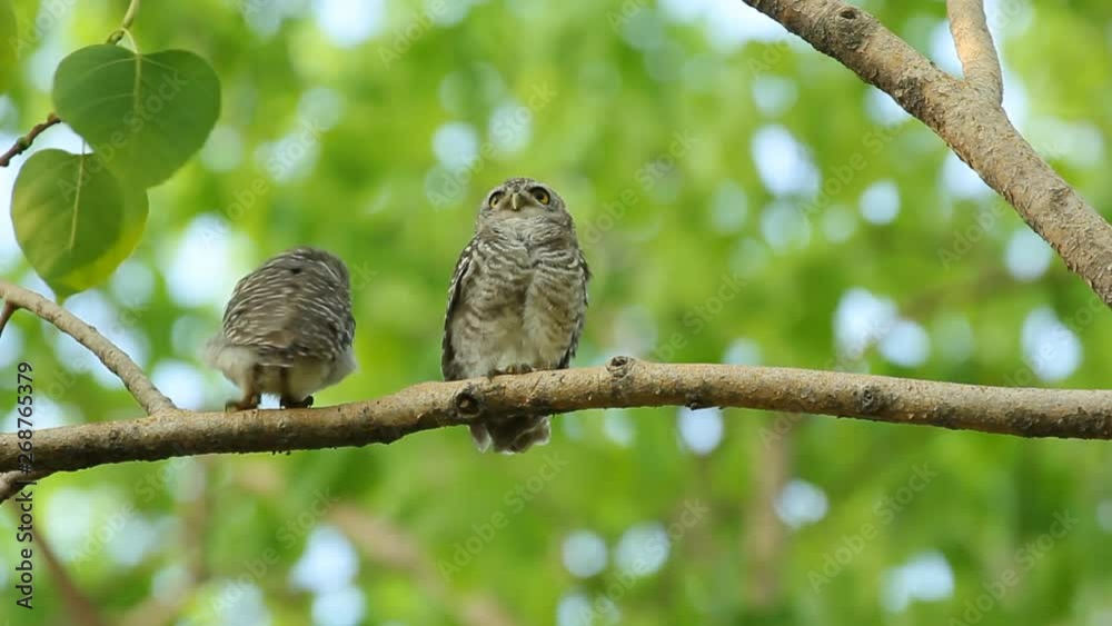 Spotted owlet , Athene brama , hold branch and clean itself on tree in nature , Panning Right, Panning. Spotted owlet , Athene brama , hold branch and clean itself on tree in nature , Panning Right, Panning.