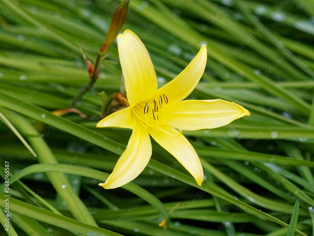 Fototapeta premium Hemerocallis minor - Lis du jour nain ou lis à feuilles larges de couleur jaune 