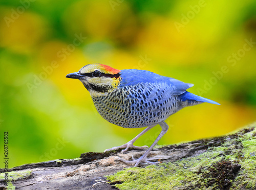 Bird Colorful of Blue Pitta male (Pitta cyanea), Standing on a log, in nature, in Thailand