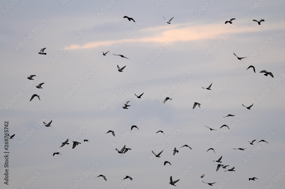 Naklejka Flying pigeons