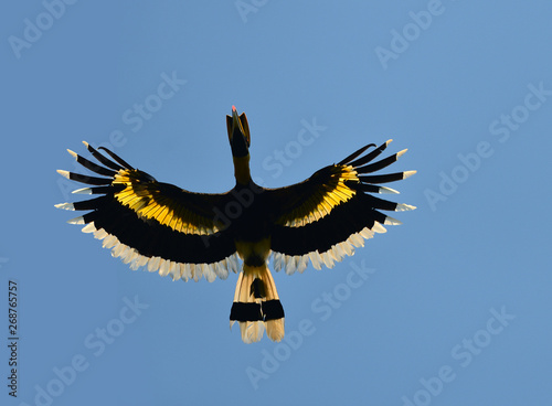 Great Hornbill (Buceros bicornis) flying in nature at Siphangnga Nationalpark,Thailand