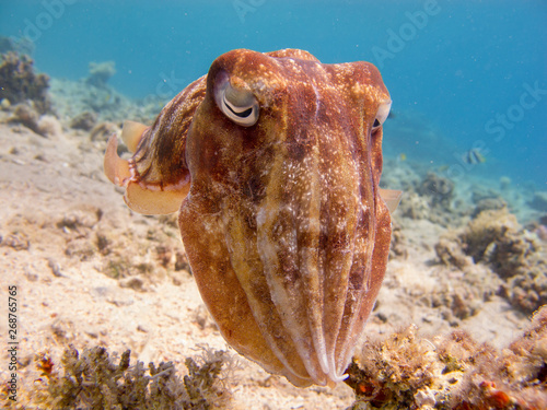 Portrait of a Cuttlefish (Sepia) swimming in clear blue water - underwater at divesite Bannerfish Bay in Dahab, Egypt. photo