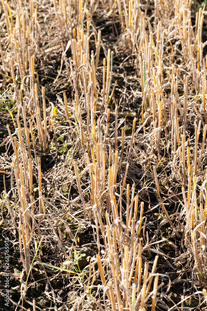 stubble left in the field