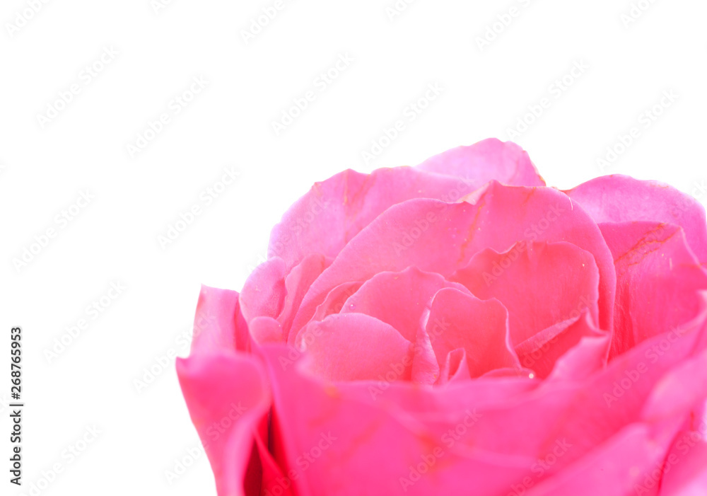 Pink Rose Flower isolated on white background with shallow depth of field and focus the centre of rose flower Pink Rose Flower isolated on white background with shallow depth of field and focus the centre of rose flower