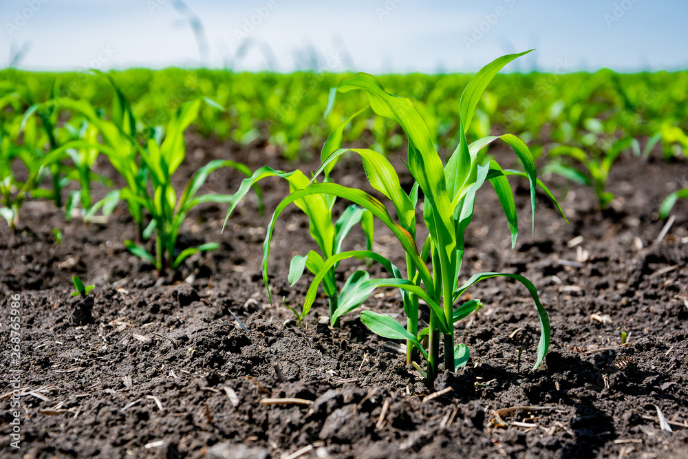 Closeup of green corn sprouts planted in neat rows against a blue sky. Copy space, space for text. Agriculture. Ukraine Closeup of green corn sprouts planted in neat rows against a blue sky. Copy space, space for text. Agriculture. Ukraine