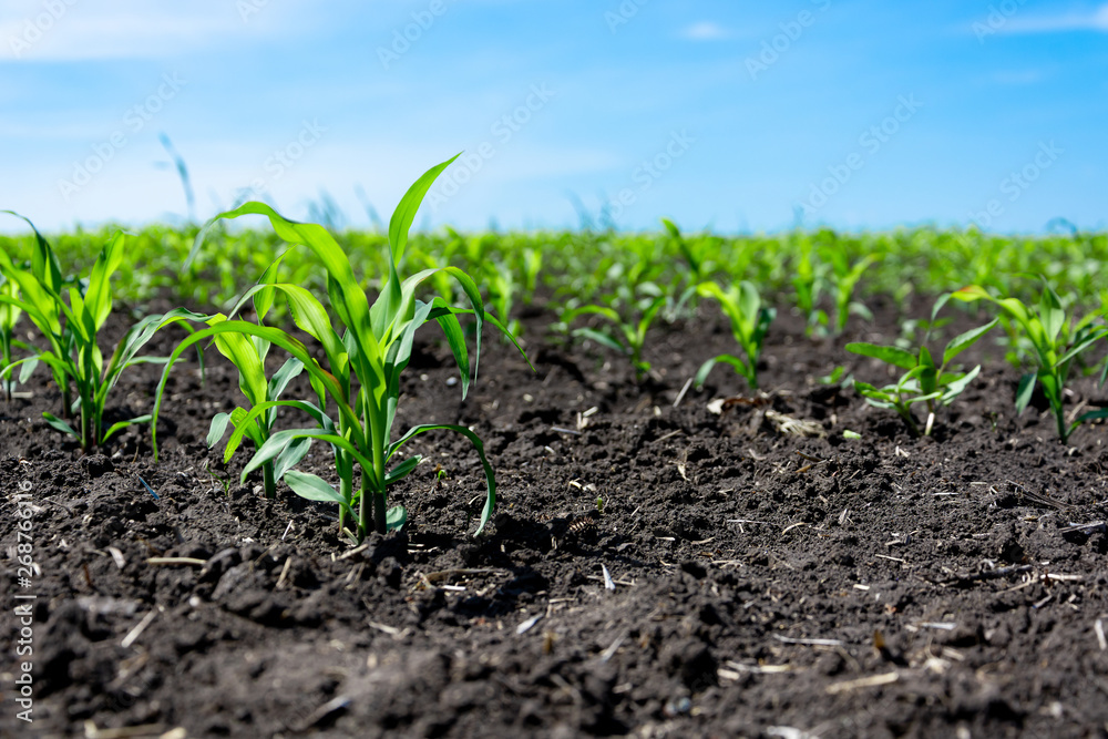Closeup of green corn sprouts planted in neat rows against a blue sky. Copy space, space for text. Agriculture. Ukraine Closeup of green corn sprouts planted in neat rows against a blue sky. Copy space, space for text. Agriculture. Ukraine