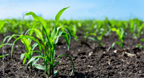 Closeup of green corn sprouts planted in neat rows against a blue sky. Copy space, space for text. Agriculture. Ukraine