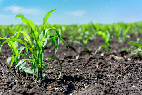 Closeup of green corn sprouts planted in neat rows against a blue sky. Copy space  space for text. Agriculture. Ukraine
