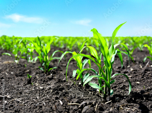 Closeup of green corn sprouts planted in neat rows against a blue sky. Copy space, space for text. Agriculture. Ukraine