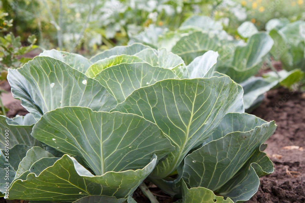 Young green cabbage growing in the garden. Young green cabbage growing in the garden.