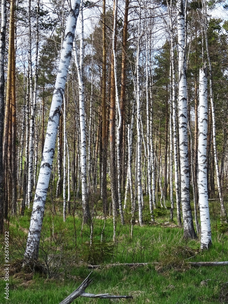 Obraz premium birke wald birkenwald im bayerischen wald nationalpark