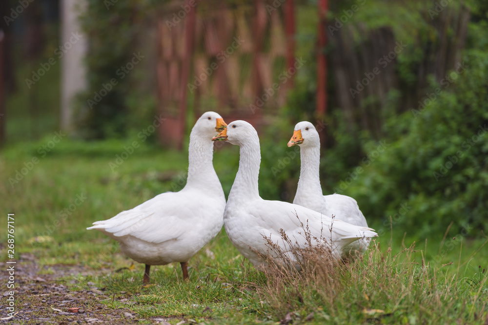 White domestic geese walking on green grass in the garden, natural outdoor animal background, rural scene White domestic geese walking on green grass in the garden, natural outdoor animal background, rural scene