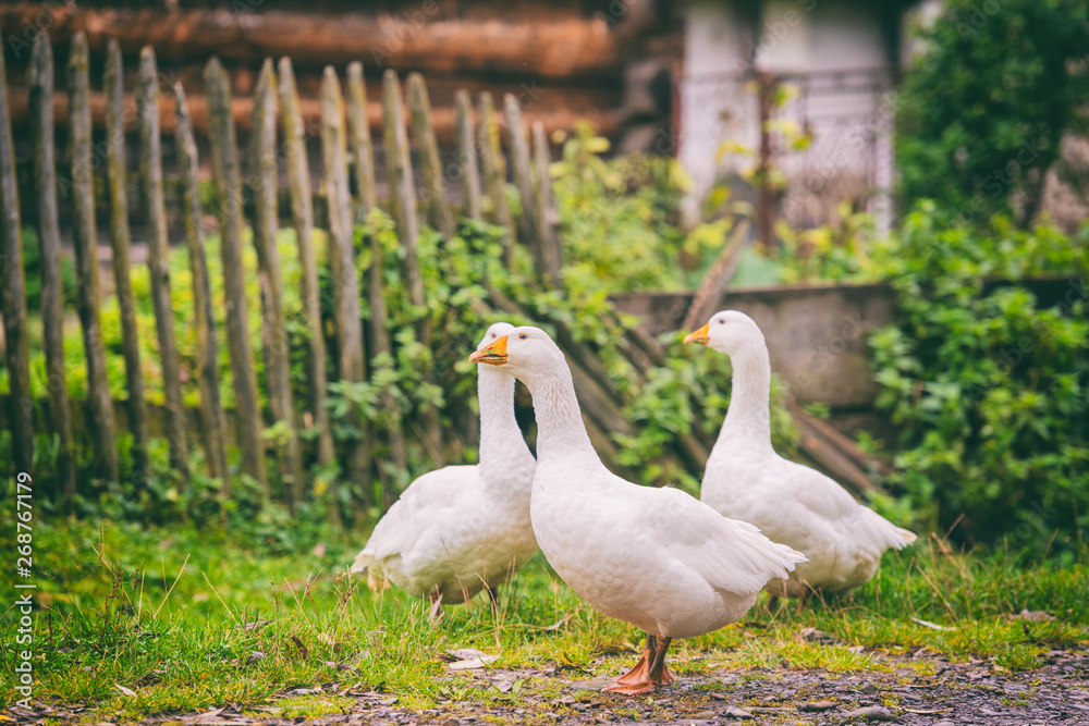Obraz premium White domestic geese walking on green grass in the garden, natural outdoor animal background, rural scene