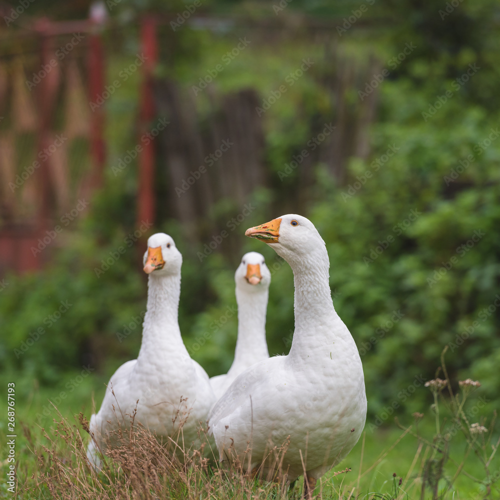 White domestic geese walking on green grass in the garden, natural outdoor animal background, rural scene White domestic geese walking on green grass in the garden, natural outdoor animal background, rural scene