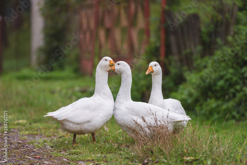 White domestic geese walking on green grass in the garden, natural outdoor animal background, rural scene
