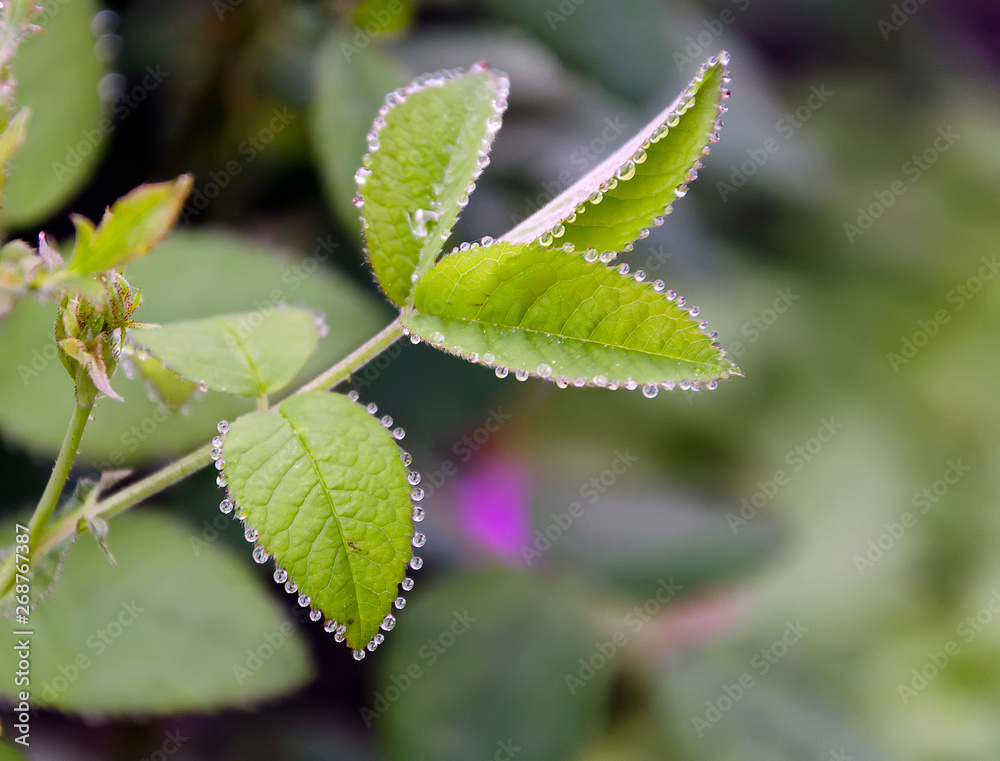 leaves on a branch with drops leaves on a branch with drops